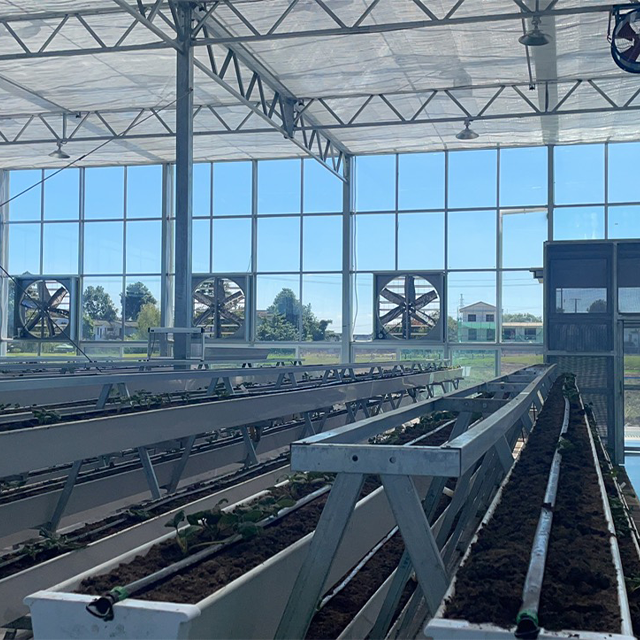 Agricultural Galvanized Frame Structure serre agricole Multi-span Poly Tunnel Strawberry Greenhouse For Sale