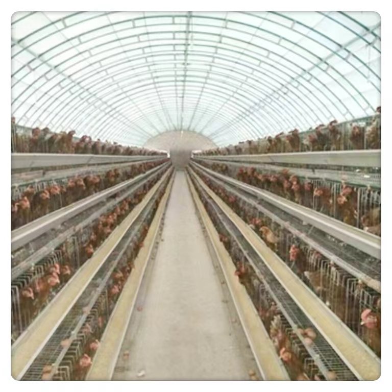 Large Scale Multi-Functional Commercial Greenhouse Farm Animal Plant Breeding poultry houses Single Layer Steel Film Agriculture