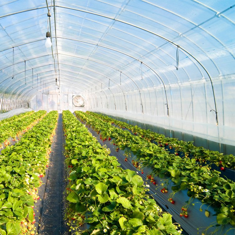 Agricultural Multi Span Film Greenhouse Agricultural Film