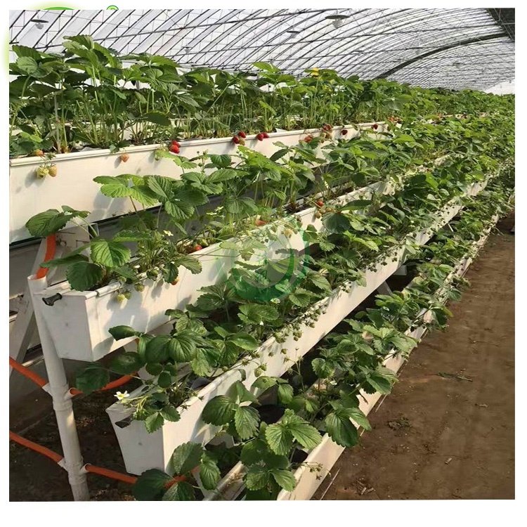 agriculture hydroponic planting gutters to grow tomatoes and bell peppers