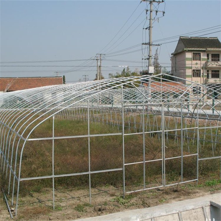 Large Size High Tunnel Agricultural Greenhouse for Tomato growing Green House