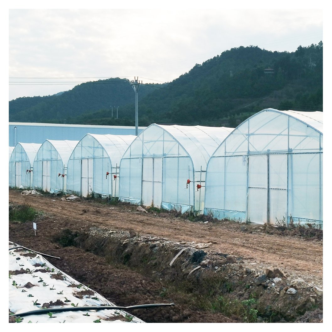 Large Size High Tunnel Agricultural Greenhouse for Tomato growing Green House