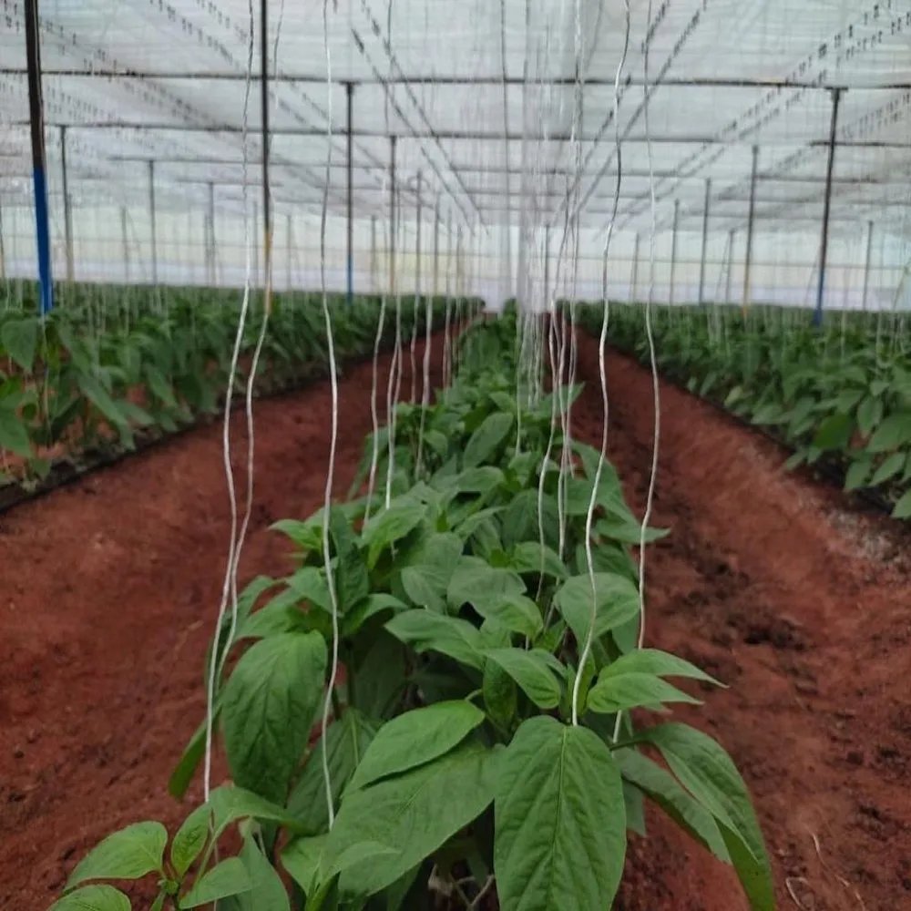 Premium Quality Greenhouse Twines and Ropes for Harvesting - Custom Colors Available, Made in Turkey