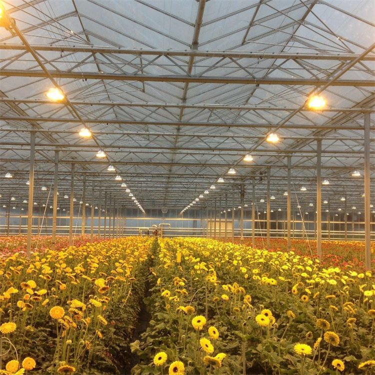 Baolida Commercial Glass Greenhouse Shade Green House For Plants Vegetables Flowers Growing