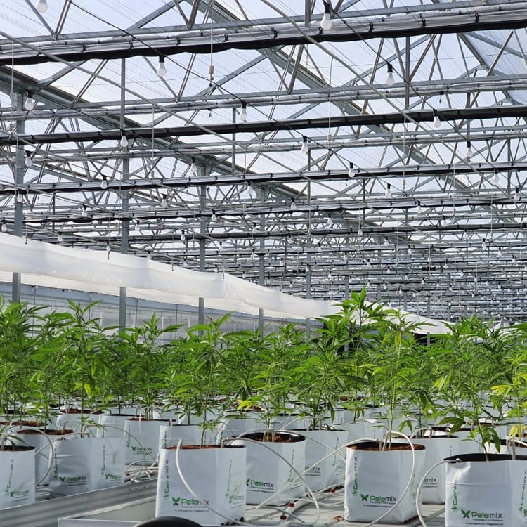 Baolida Commercial Glass Greenhouse Shade Green House For Plants Vegetables Flowers Growing