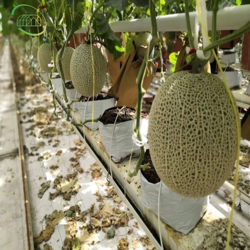 Film Large Greenhouses Hydroponics Growing Agricultural Greenhouses Pimentones Arch Plastic Customize Transparent from CN;JIA