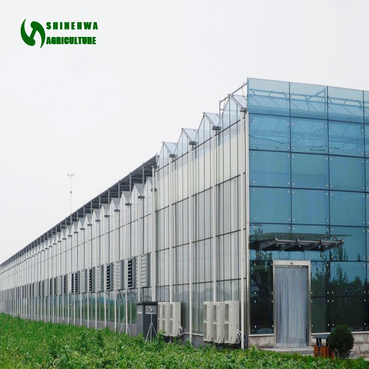 Multi-span chinese glass greenhouse with hydroponic system for farming