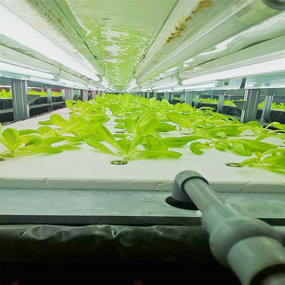 Vegetable growing Greenhouse