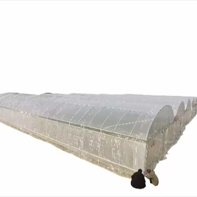 Low price agriculture plastic film greenhouse tomato hot dip galvanized steel frame round arch connecting shed