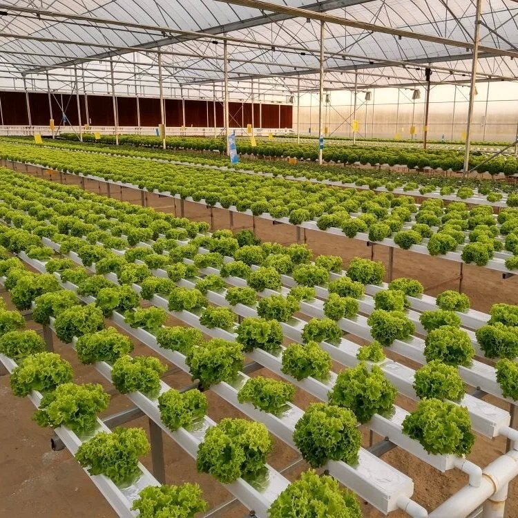 Foodgrade Vegetables Nft Hydroponic Growing Systems nft channel Gutter Planting Trough Farm Hydroponics equipment for tomato