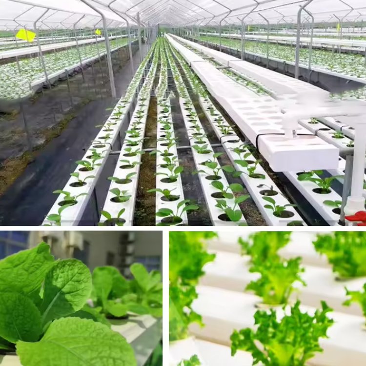 Foodgrade Vegetables Nft Hydroponic Growing Systems nft channel Gutter Planting Trough Farm Hydroponics equipment for tomato