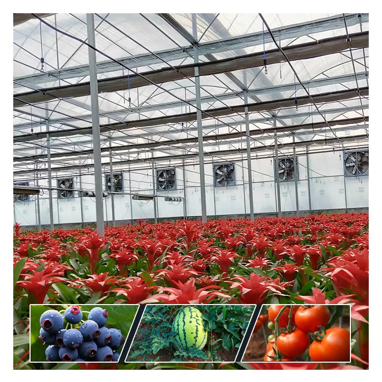Agricultural Greenhouse vegetable greenhouse hoop green house Commercial Economic Tunnel Plastic Film Tomato Greenhouse