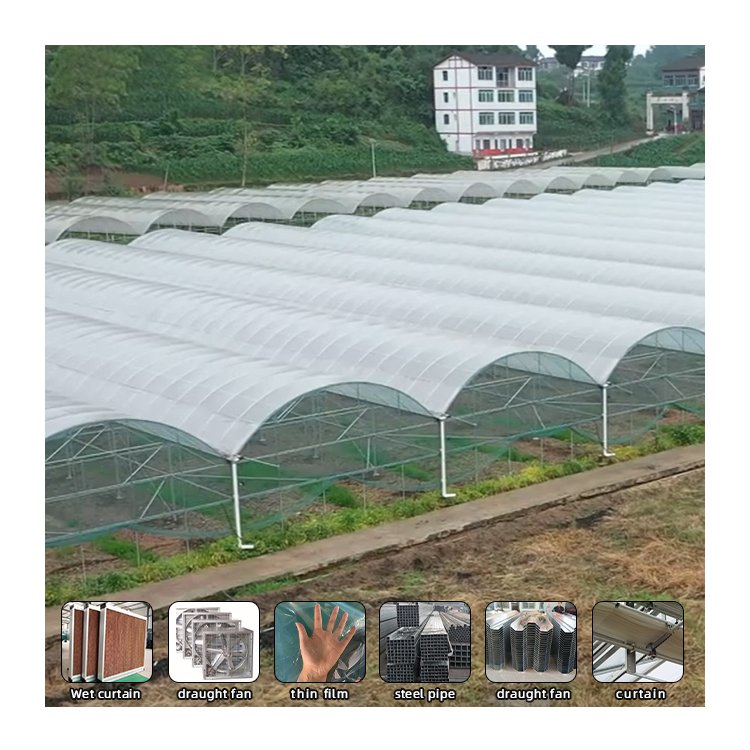 Agricultural Greenhouse vegetable greenhouse hoop green house Commercial Economic Tunnel Plastic Film Tomato Greenhouse