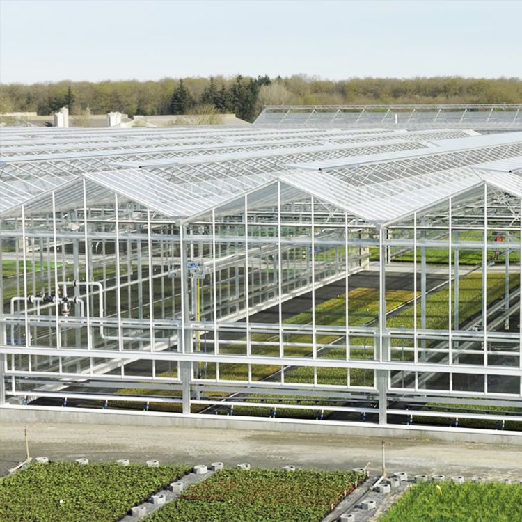 Automated plant hydroponics greenhouse glass wall automation system glass greenhouse for tomato strawberry