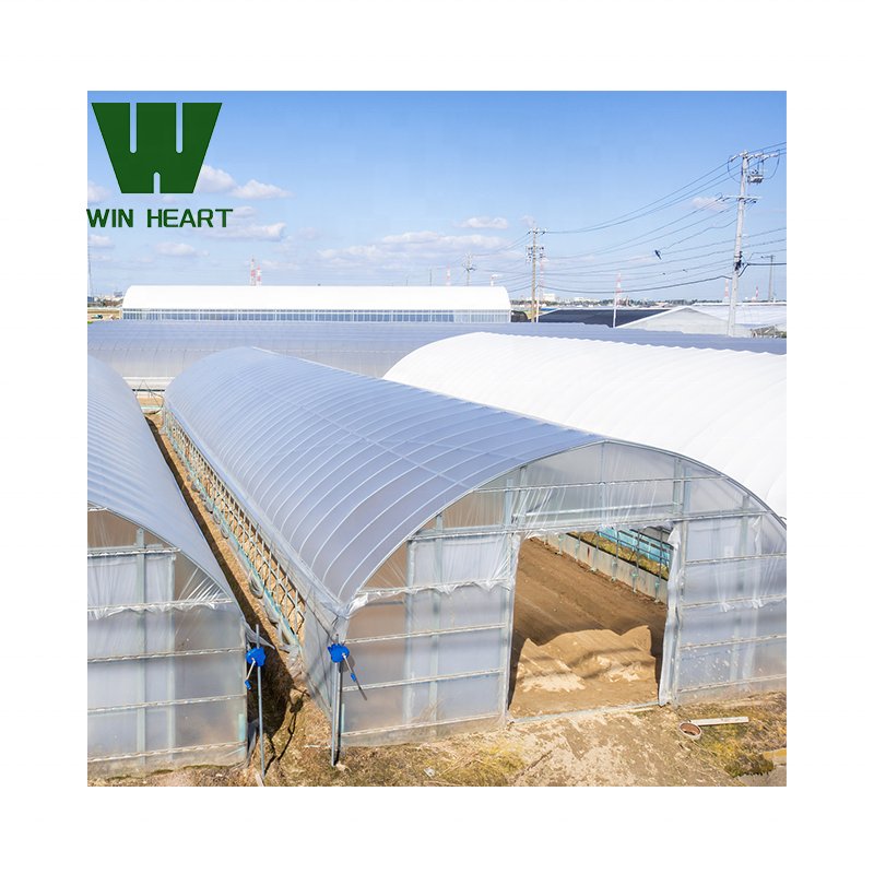 Durable Good Quality Frame tunnel Greenhouse with Buffer Room