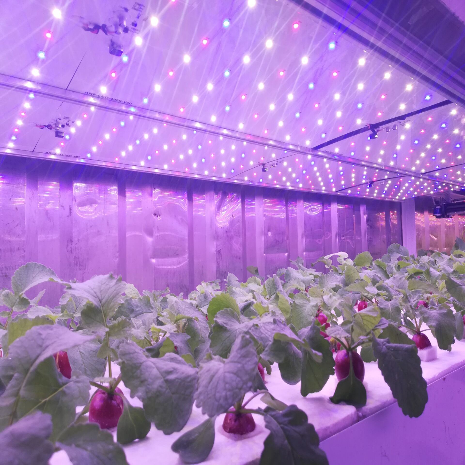 One One Smart Farm Large Hydroponic Container Greenhouse PC Sheet Cover for Vertical Farming Plant Factory on Sale