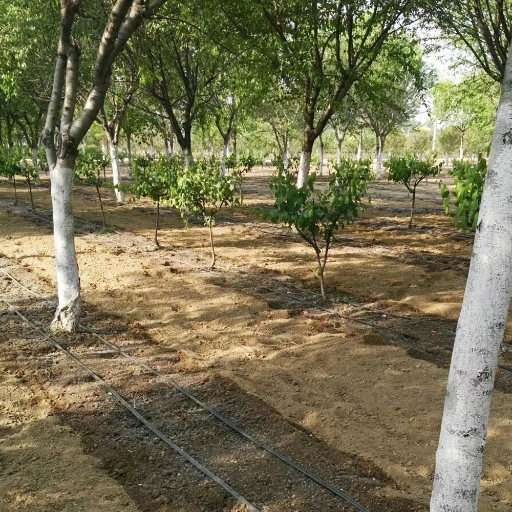 Pandora 1 Hectare drip irrigation Flat Tape Drip Irrigation Agriculture Farm Irrigation Drip Tape