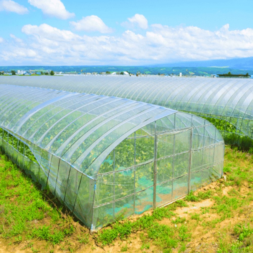 Large Gothic Arch Greenhouse for Pepper Low Cost a Frame Serre Agricole Single Layer PE Steel with Film Material for Agriculture