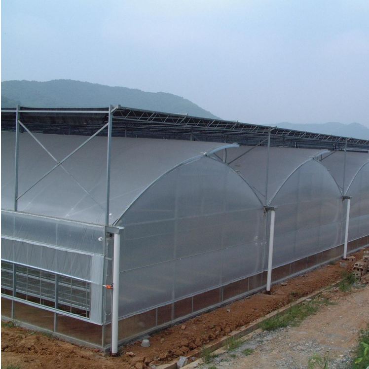 Customizable Poly Tunnel Green House Good Quality Multi-span Polytunnel Berry Greenhouse For Sale