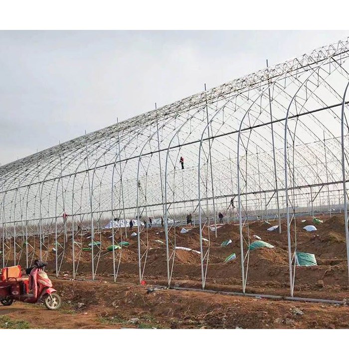 Customizable Poly Tunnel Green House Good Quality Multi-span Polytunnel Berry Greenhouse For Sale