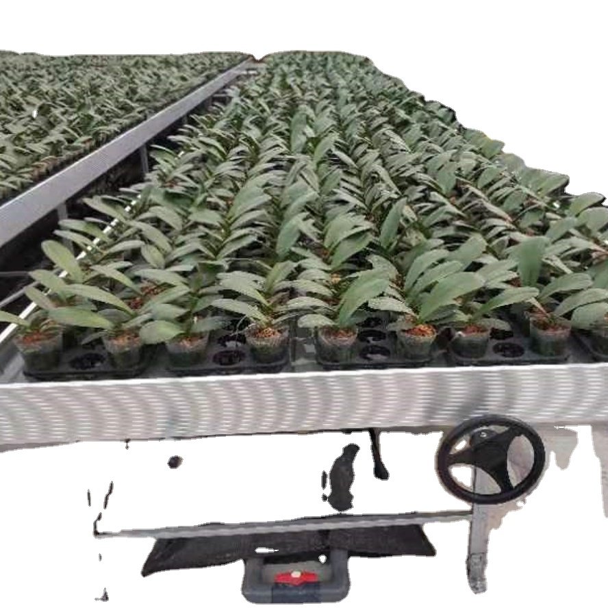 Lettuce nft Aeroponics growing