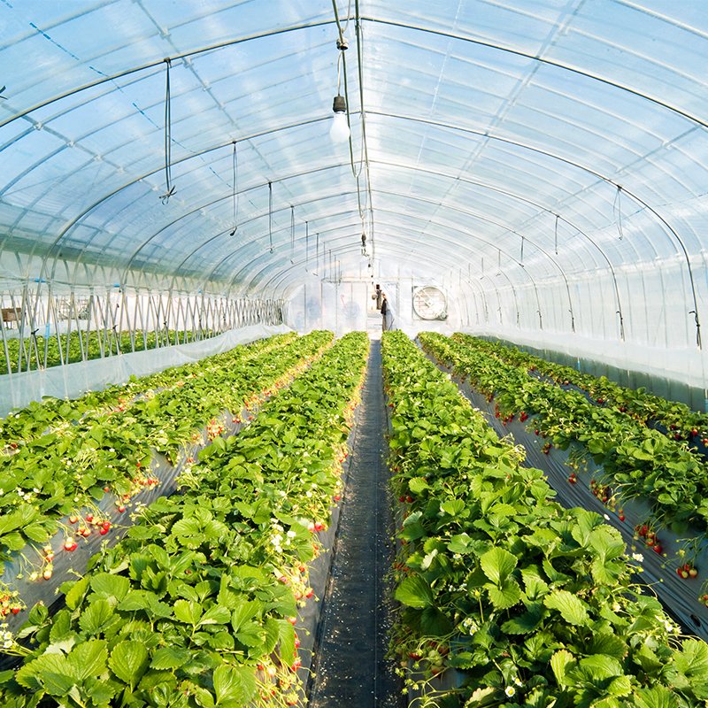 Best quality greenhouse plastic agricultural greenhouse film for vegetables/ flowers/ fruits