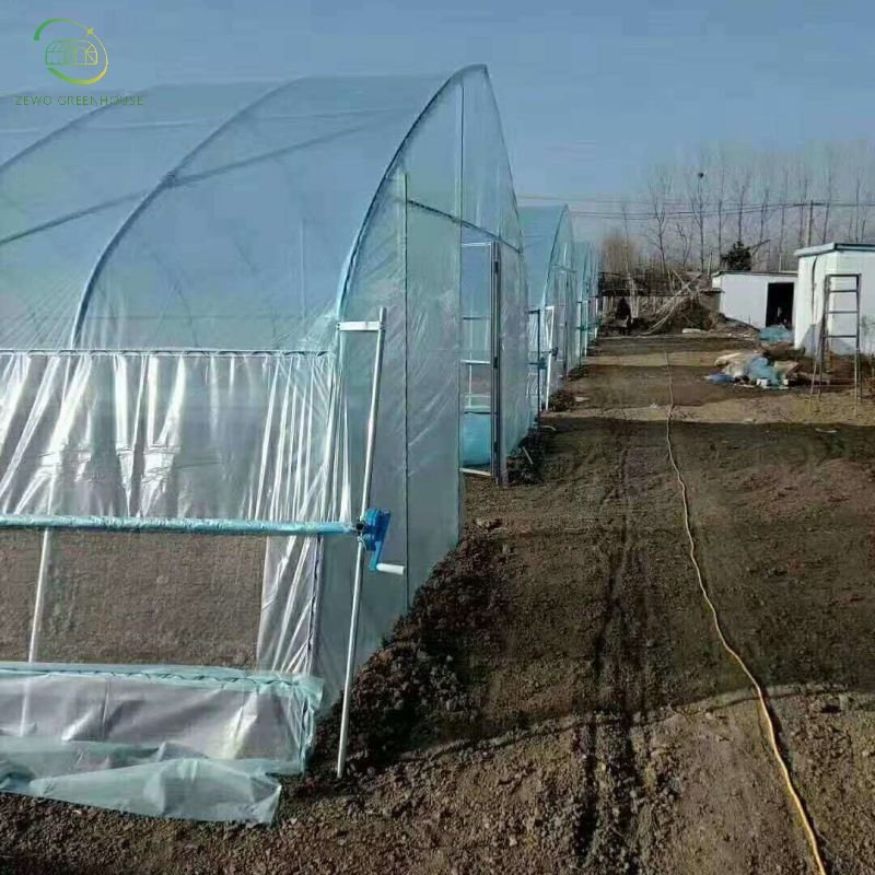 Galvanized steel Frame Single span PE Film greenhouse for Agriculture Low cost Tunnel greenhouse for flowers plant