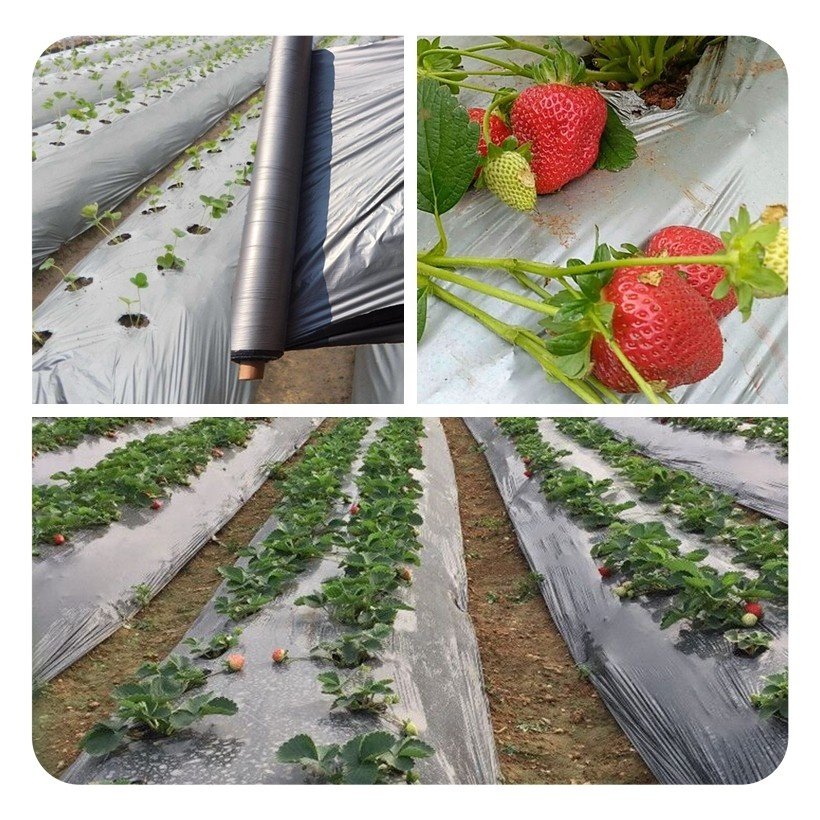 LLdpe 25um 20 Micron Agricultural Silver Farm Plastic Punch Hole Custom Size Plastic Cover Mulch Film Layer Anti Grass Cloth
