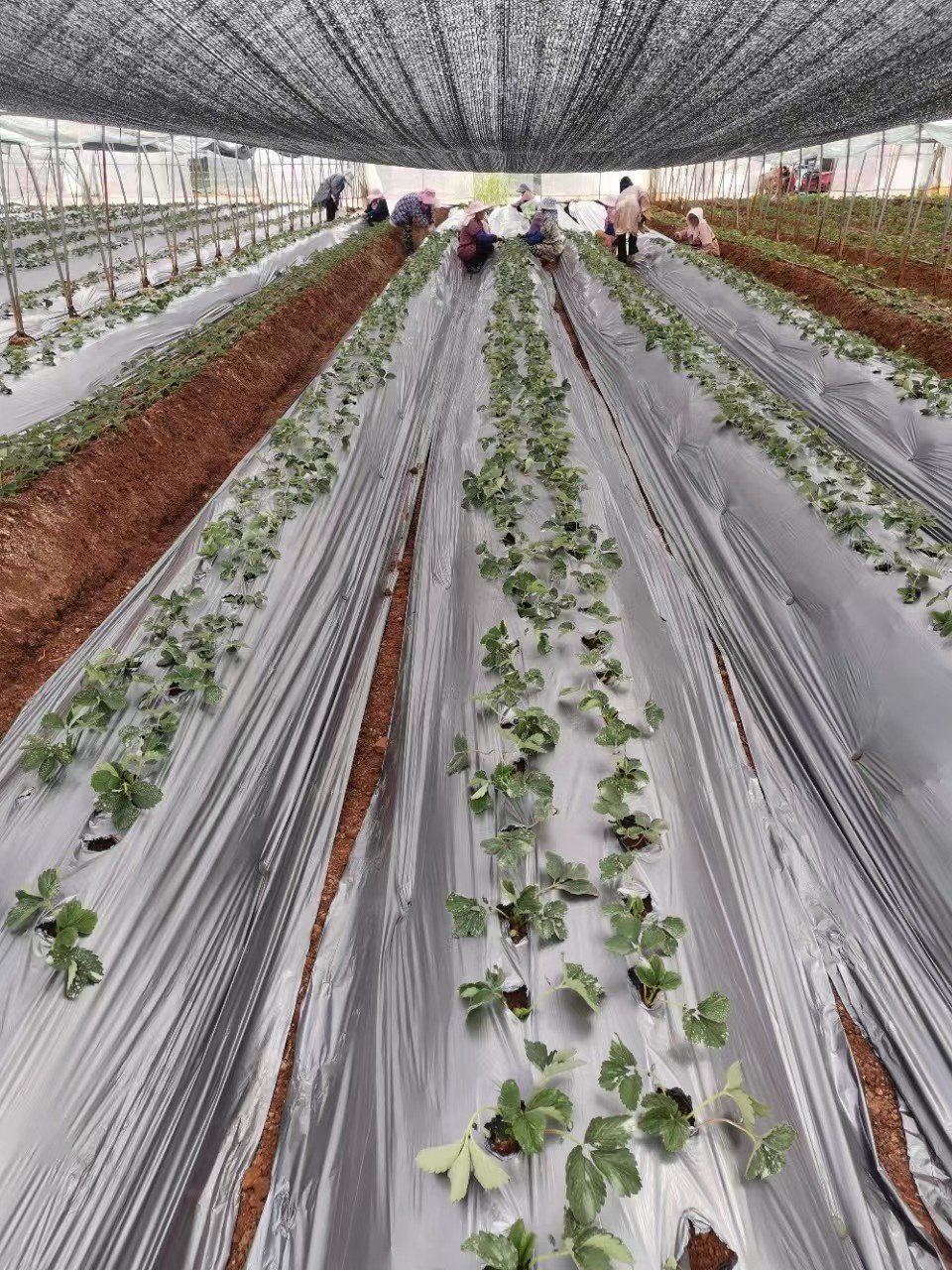 LLdpe 25um 20 Micron Agricultural Silver Farm Plastic Punch Hole Custom Size Plastic Cover Mulch Film Layer Anti Grass Cloth