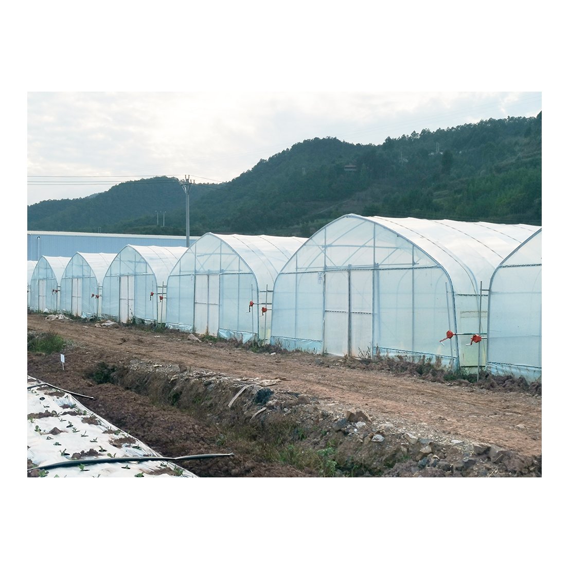Baolida Cost effective fully automatic 2m plastic agricultural greenhouse technology