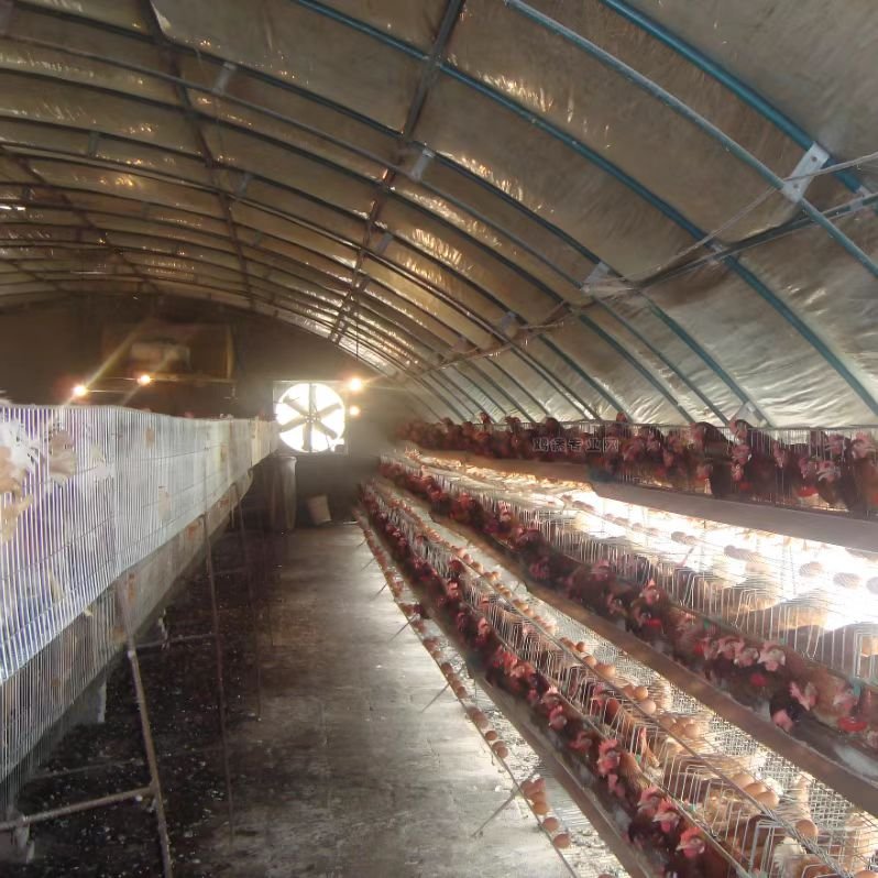High Quality Large Single-Layer Greenhouse Farm Shading Rain Shelter PE Film Steel Material Poultry Growth Breeding Agricultural