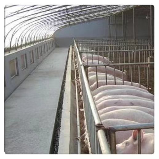 High Quality Large Single-Layer Greenhouse Farm Shading Rain Shelter PE Film Steel Material Poultry Growth Breeding Agricultural
