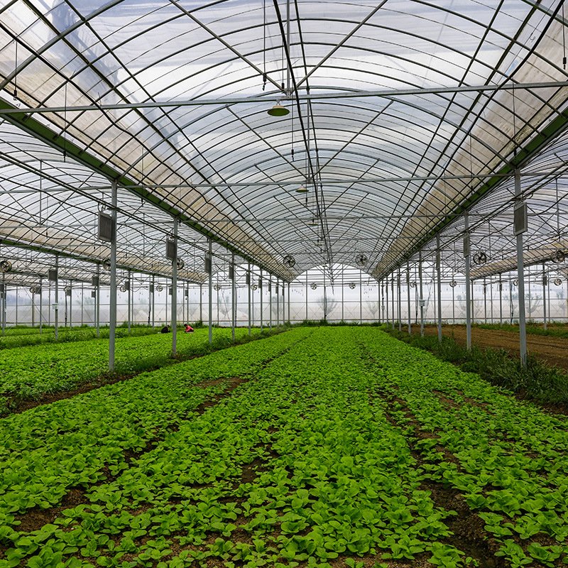 Agricultural Muti-span film tunnel seedling greenhouse for soilless culture growing and hydroponic growing