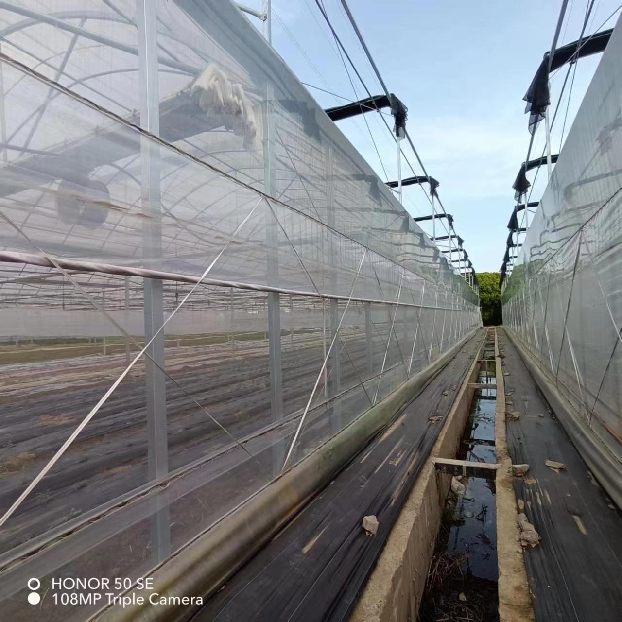 Agricultural Muti-span film tunnel seedling greenhouse for soilless culture growing and hydroponic growing