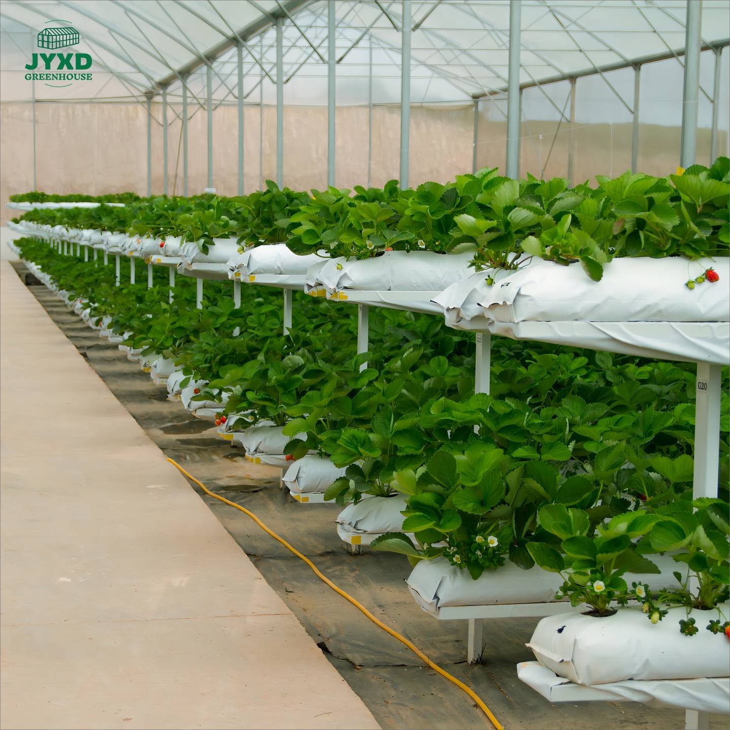 Low Cost Film Multi-span Greenhouse For Growing Strawberry And Economic Tunnel Plastic Flim Greenhouse For Vegetable