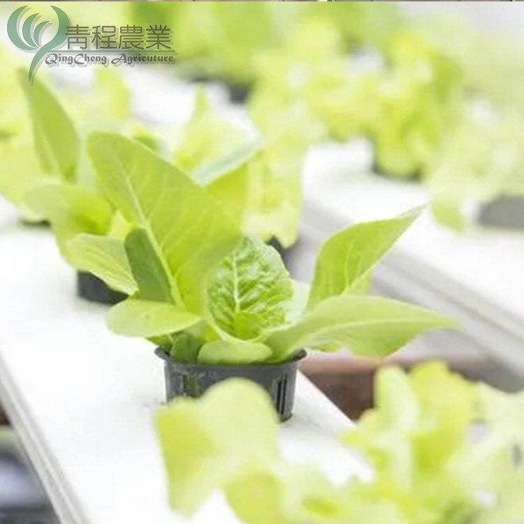 Lettuce Planting Tool PVC Channel Grow System for Lettuce Strawberry