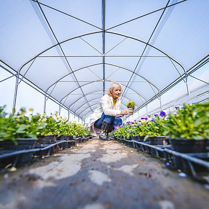 Cheap price agricultural tunnel green house for sale