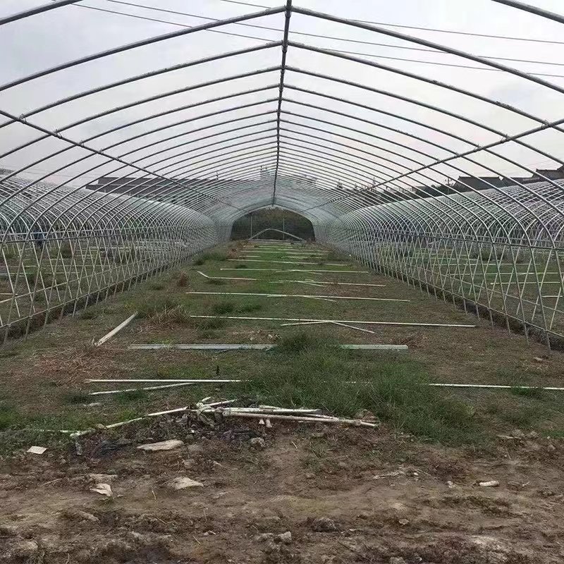 Factory Direct Single Span Agricultural Greenhouse for Tomatoes & Strawberries Dedicated Plastic Film Steel Material Plant Usage