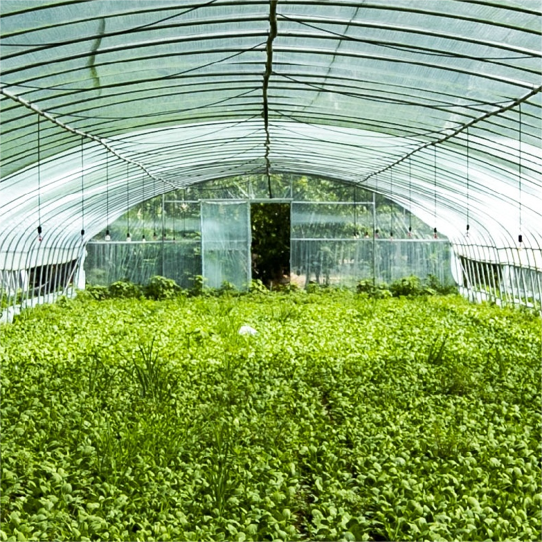Factory Direct Single Span Agricultural Greenhouse for Tomatoes & Strawberries Dedicated Plastic Film Steel Material Plant Usage