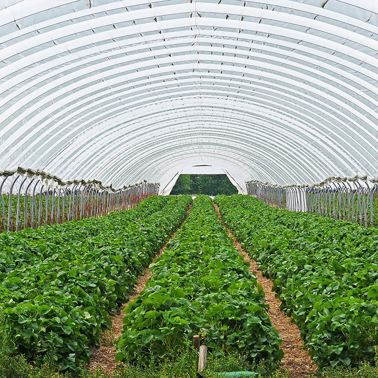 8x60 Meters single span greenhouse long side roof roll up motor greenhouse for vegetables planting
