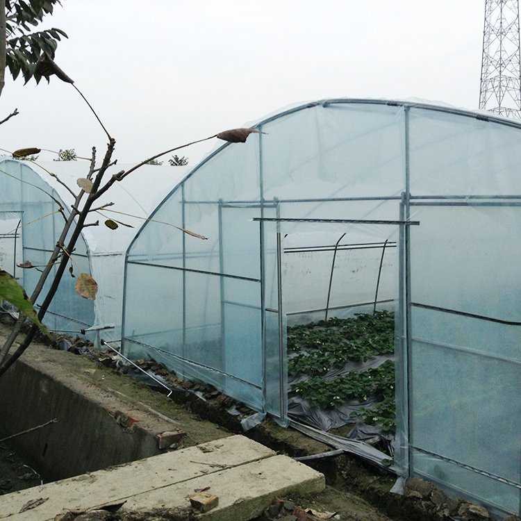 8x60 Meters single span greenhouse long side roof roll up motor greenhouse for vegetables planting