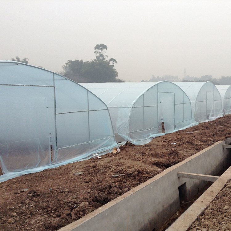8x60 Meters single span greenhouse long side roof roll up motor greenhouse for vegetables planting