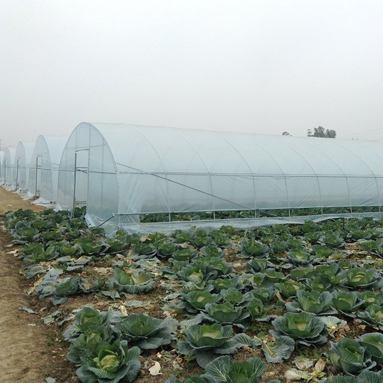 8x60 Meters single span greenhouse long side roof roll up motor greenhouse for vegetables planting