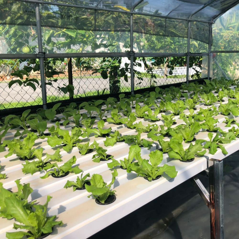 Greenhouse Commercial Plant 100*50mm Cheap agricultural irrigation greenhouse vertical pvc square pipe hydroponic nft channels