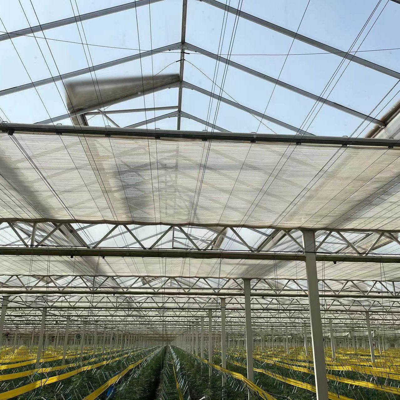 Custom Design Multi-span Agricultural Winter Glass Comercial Venlo Greenhouse For Sale