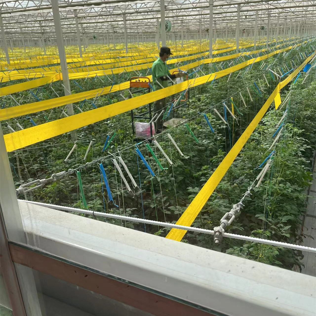 Custom Design Multi-span Agricultural Winter Glass Comercial Venlo Greenhouse For Sale