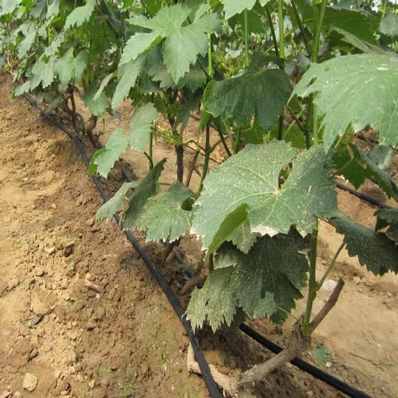 Agriculture Water Drip Irrigation Pipe Greenhouse Water Iggrgation System PE Pipe Fruit And Vegetable Pe Drip