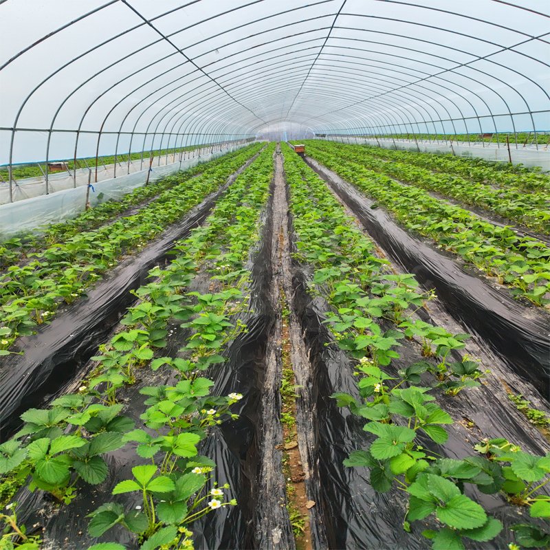 Watermelon agricultural greenhouses tunneling multi-span plastic greenhouses price agricultural greenhouse plastic for sale
