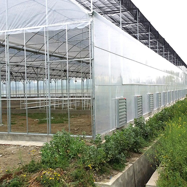 Tomato Commercial Greenhouse Hydroponic System Multis-pan Agriculture Greenhouse With Climate Control Systems