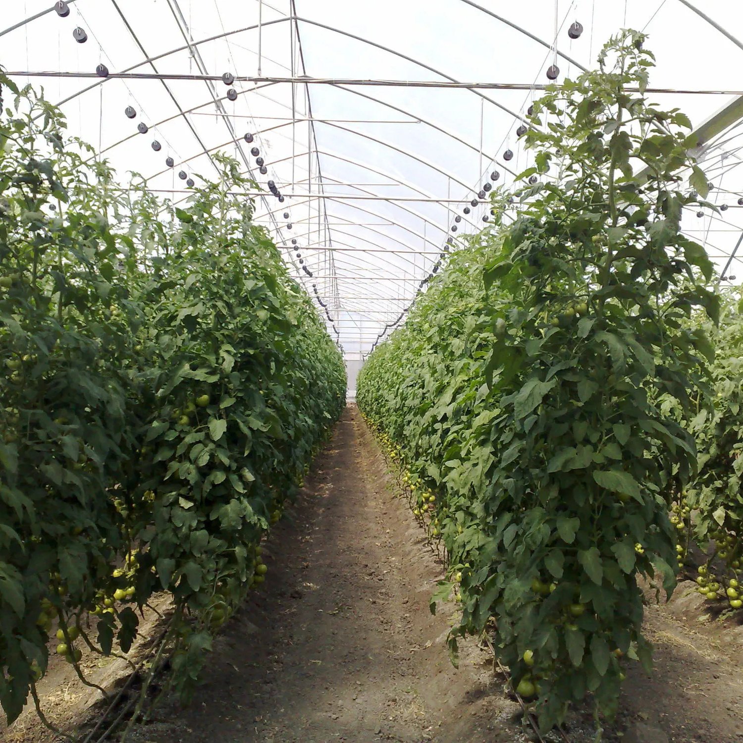 Tomato Commercial Greenhouse Hydroponic System Multis-pan Agriculture Greenhouse With Climate Control Systems